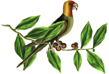 Birds And Butterflies Green Parrot Artwork - Owl (519x346)