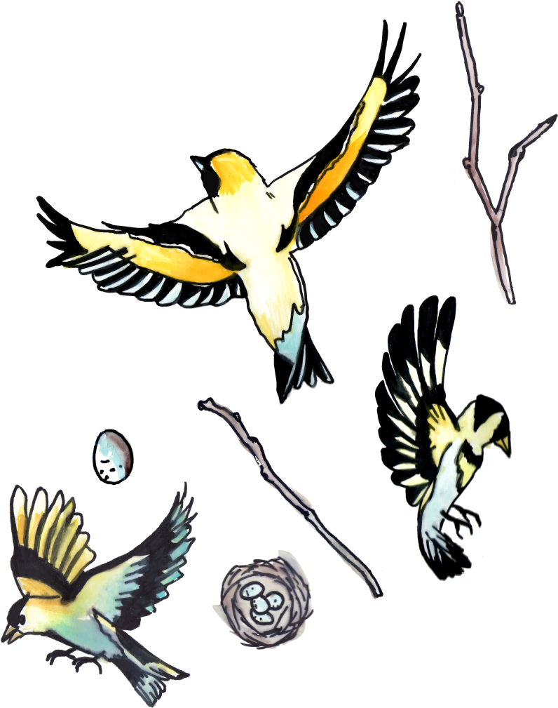 Digitizing Artwork - Chickadee (832x1036)