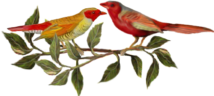 Two Red Birds Birds And Butterflies Wedding Illustration - Dinner (519x346)