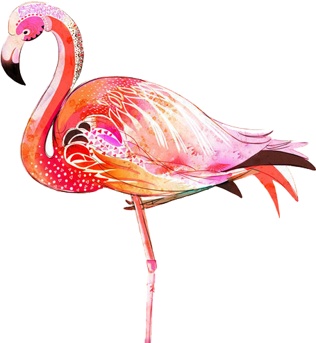 Greater Flamingo Bird Illustration - Flamingos (554x783)