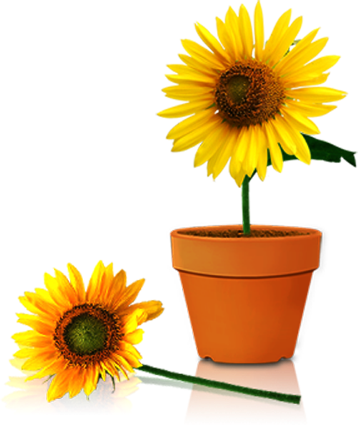 Common Sunflower Flowerpot Vase - Sunflower In A Pot (1962x1984)