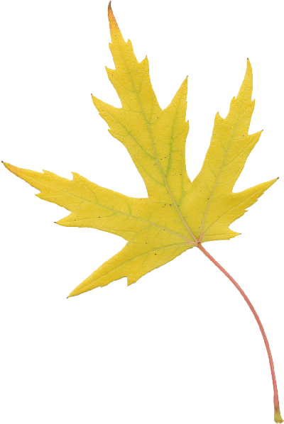 Liq Amber Lacy Yellow 2 - Maple Leaf (400x598)