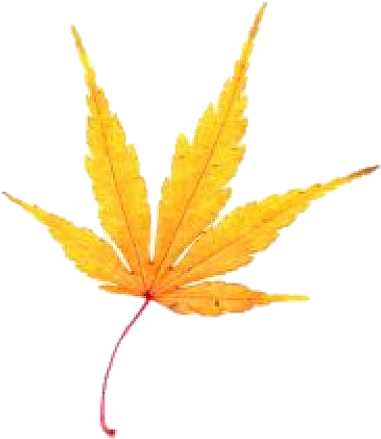 Il A Cueilli Deux Feuilles Jaunes Gorgées De Sève Et - Maple Leaf (469x626)