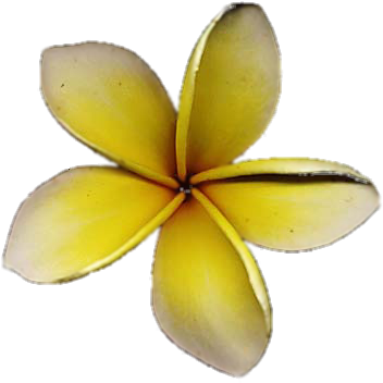 Native Hawaiian Tradition Gives The Origin Of The Island's - Frangipani (450x408)
