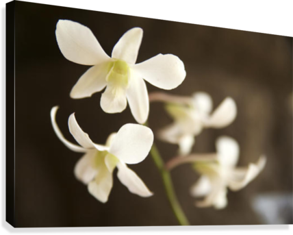 Hawaii, Kauai, White Orchid - Posterazzi Hawaii Kauai White Orchid Posterprint 34.00 (428x343)