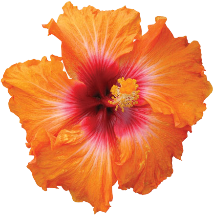 Hibiscus Png Hd Png Mart - Hibiscus Kiss And Tell (450x450)