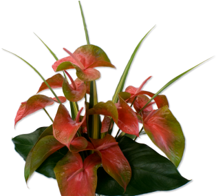 12pinkgreenanthurium Hawaii Flowers1200 - Laceleaf (430x283)