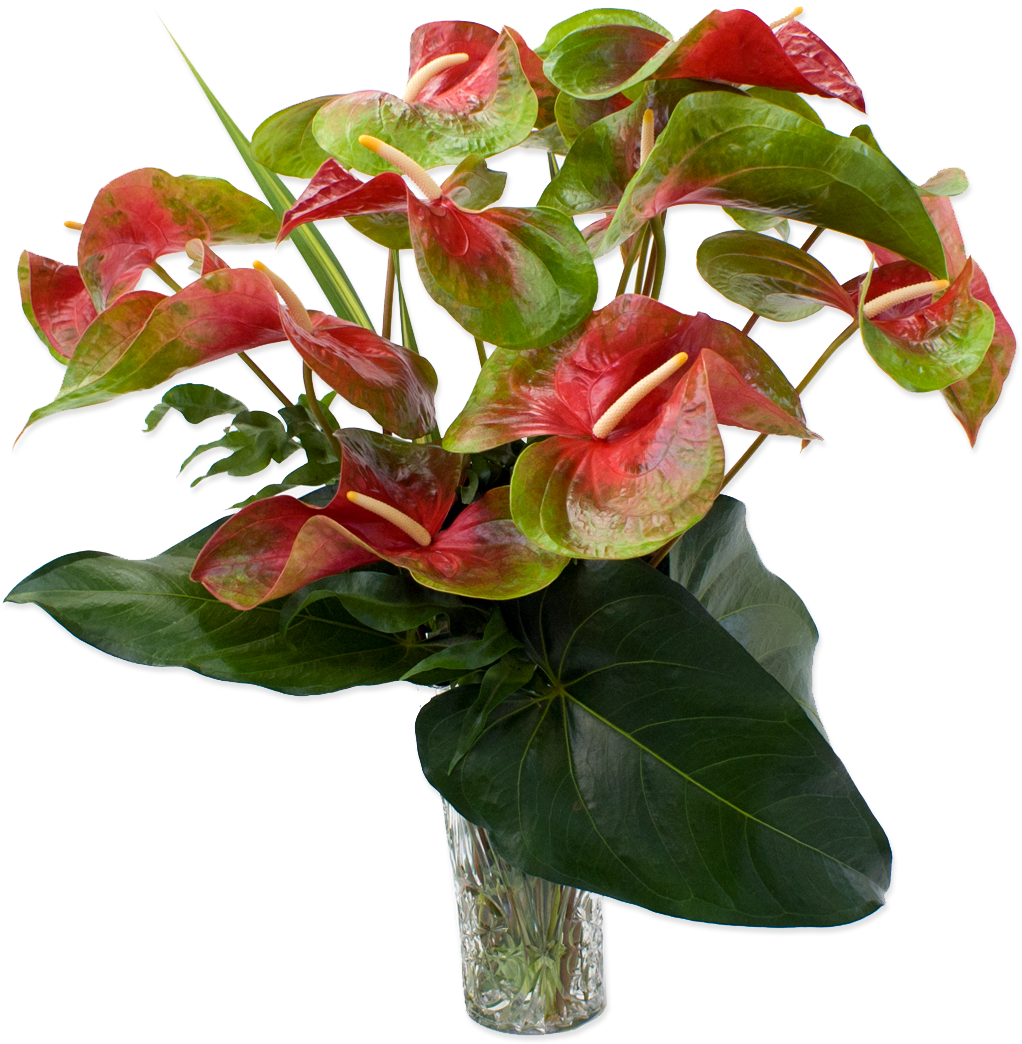 50 Previous Next - Red And Green Anthurium (1200x1200)