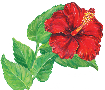 7 Christmas Medley 8 Give Love On Christmas Day 9 I'm - Hawaiian Hibiscus (429x367)