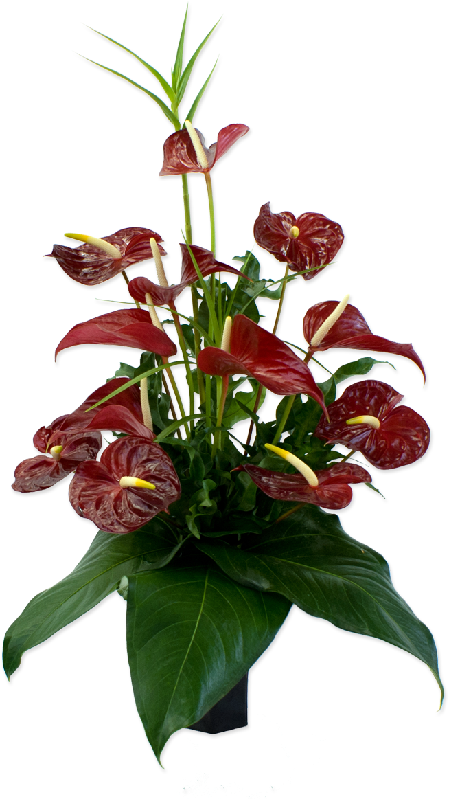 50 Previous Next - Flower (1200x1200)