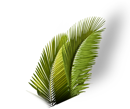 Palmas De Coco Png (504x441)