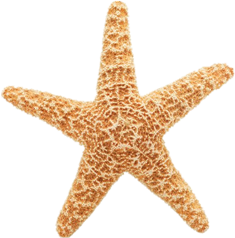 Blue Hawaii Style Warm White Flickering Flameless Led - Starfish Gif (350x373)