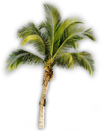 Hawaii Cinco Cero - Palm Tree (352x453)