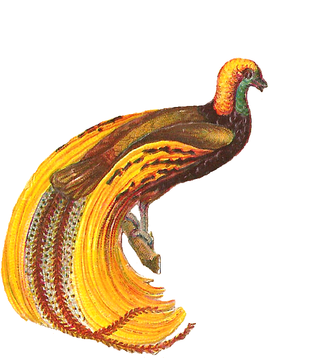 Free Bird Clip Art - Turkey (727x808)