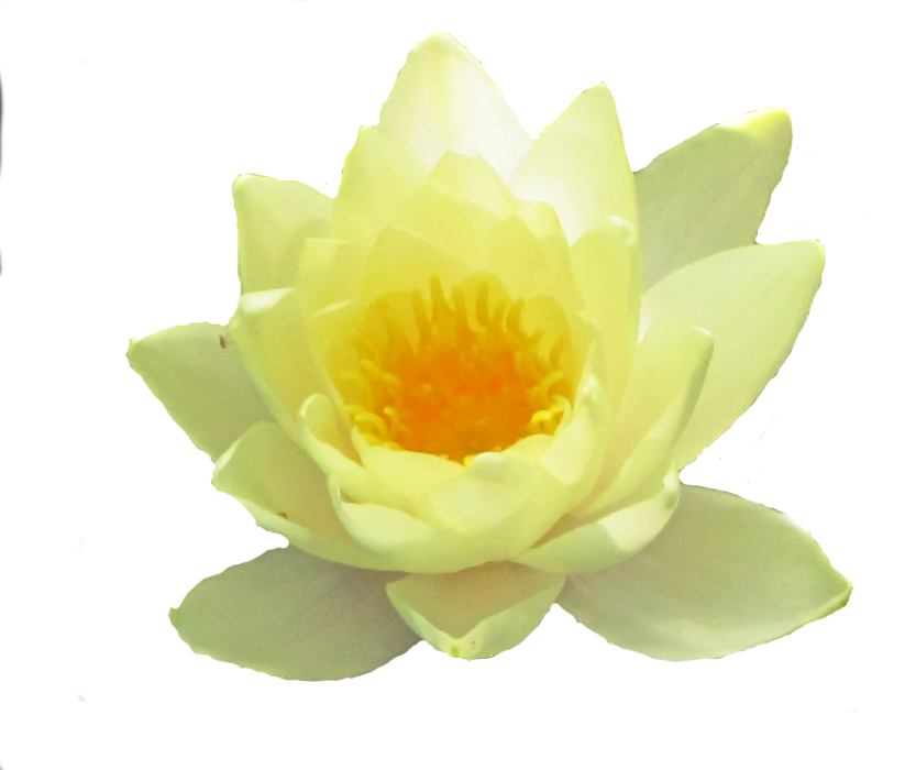 Yoga Individuell Yoga Heißt Soviel Wie Einheit Und - Sacred Lotus (833x700)