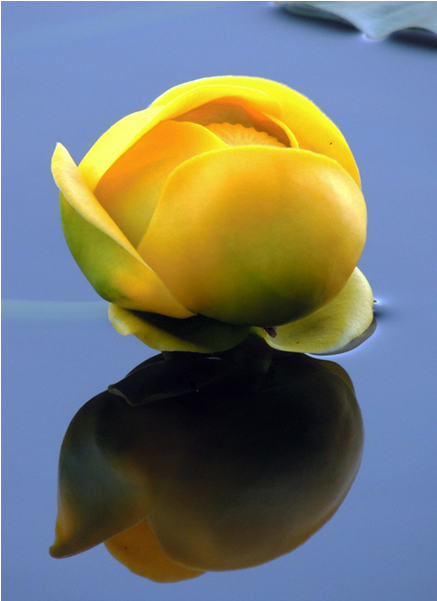Co Yellow Water Lily On Nymph Lake Of Rocky Mountain - Globe Flower (600x600)