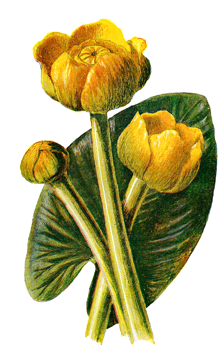 Wildflower Download Flower Illustration - Antique Print Of Fine Art Wild Flower Yellow Water (1123x1600)