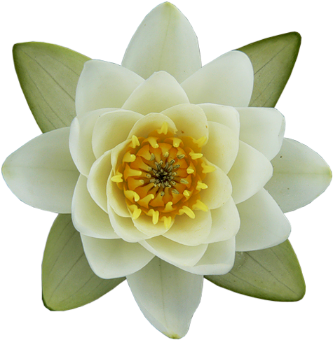 Psikiyatrist Nilüfer Güney Sengezer - Кувшинка Пнг (491x500)