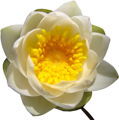 Lotuses - Sacred Lotus (500x497)