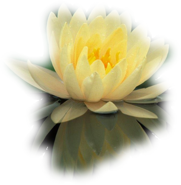 Water Lily (582x596)