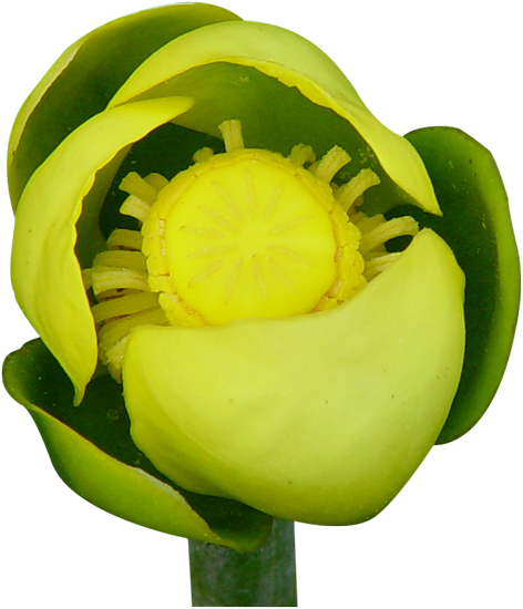 Publicat De Eu Ciresica La - Yellow Lady's Slipper (500x560)