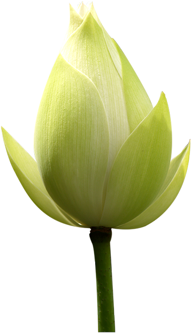 Tubes Fleurs - Flower (400x675)