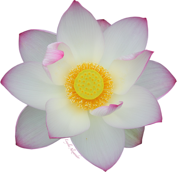 Bleed Area May Not Be Visible - Sacred Lotus (600x585)