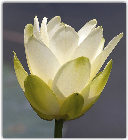X - - Sacred Lotus (927x584)