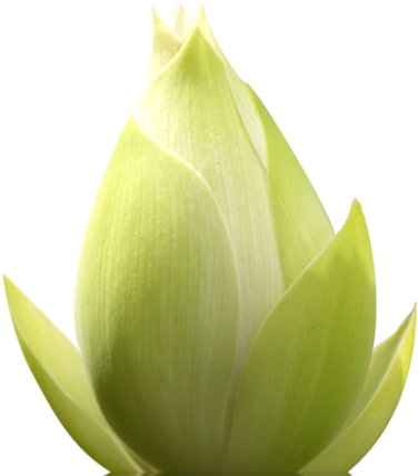 Cannot Find Module 'throwonwrongreactapi' From 'react-native - Sacred Lotus (455x455)