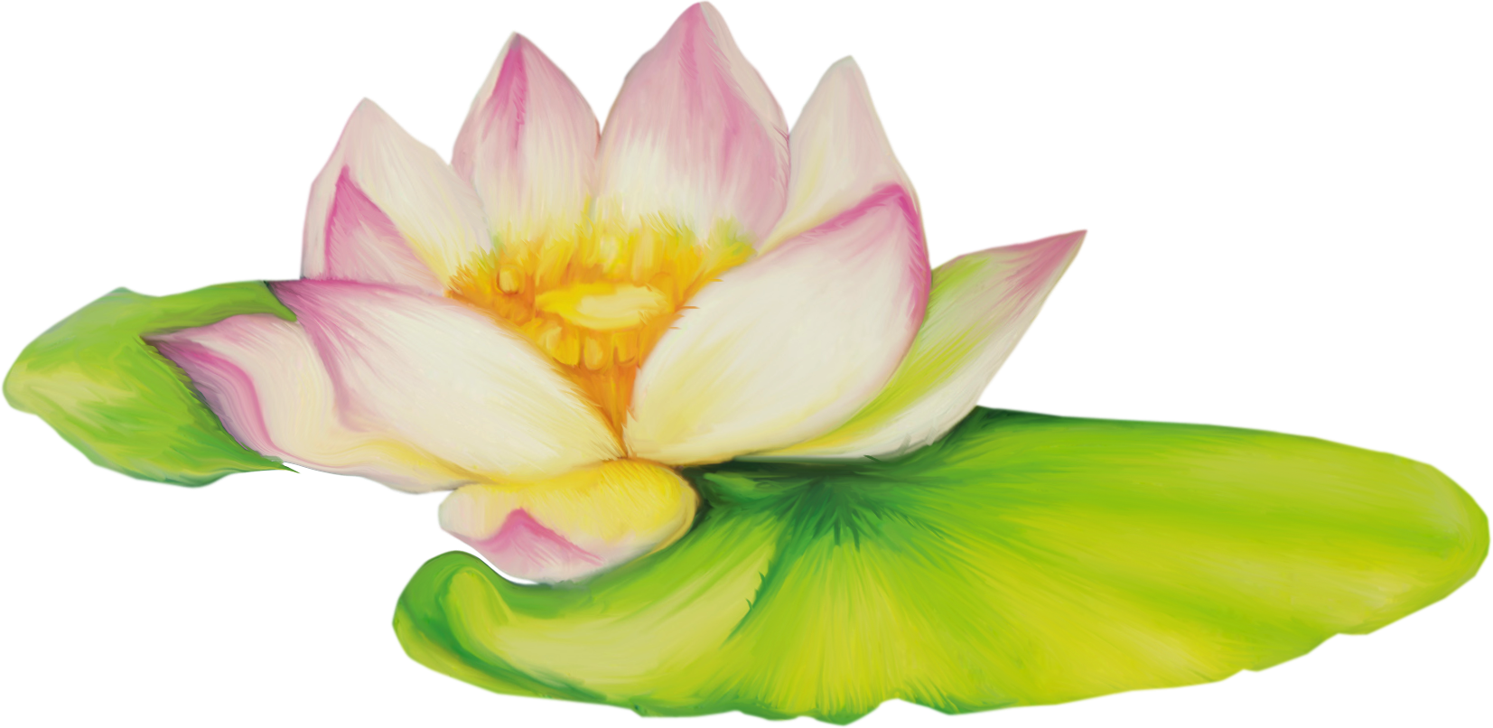 Nelumbo Nucifera Flor De Dibujo Clip Art - Drawing Of Lotus Flower Png (1653x806)