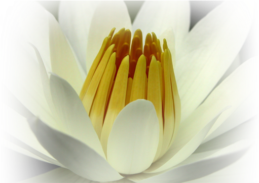 Inspiration - “ - Sacred Lotus (700x360)