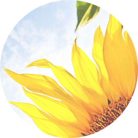 Sunflower Cover (450x450)