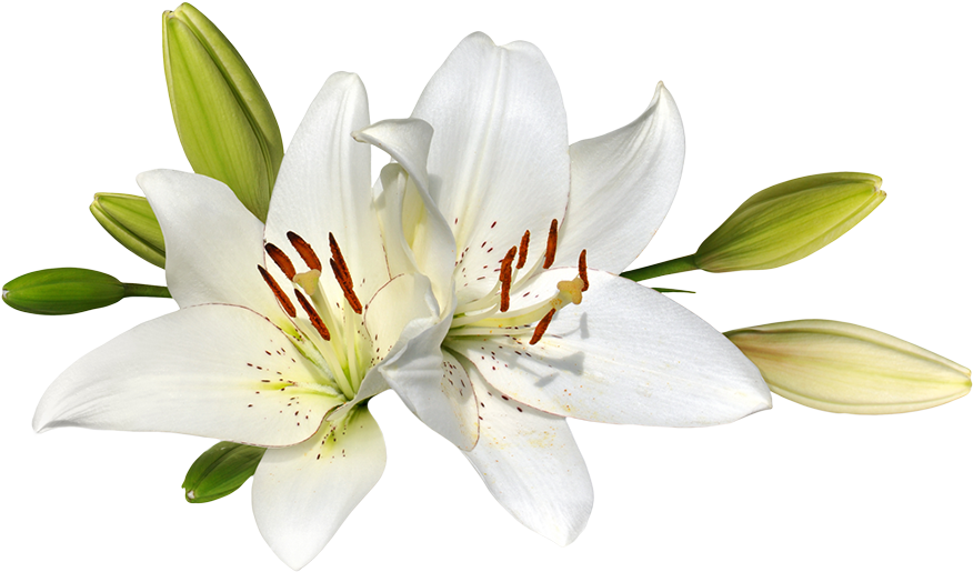 Easter Lily Flower Stock Photography Clip Art - Easter Lily Clipart Free (900x532)