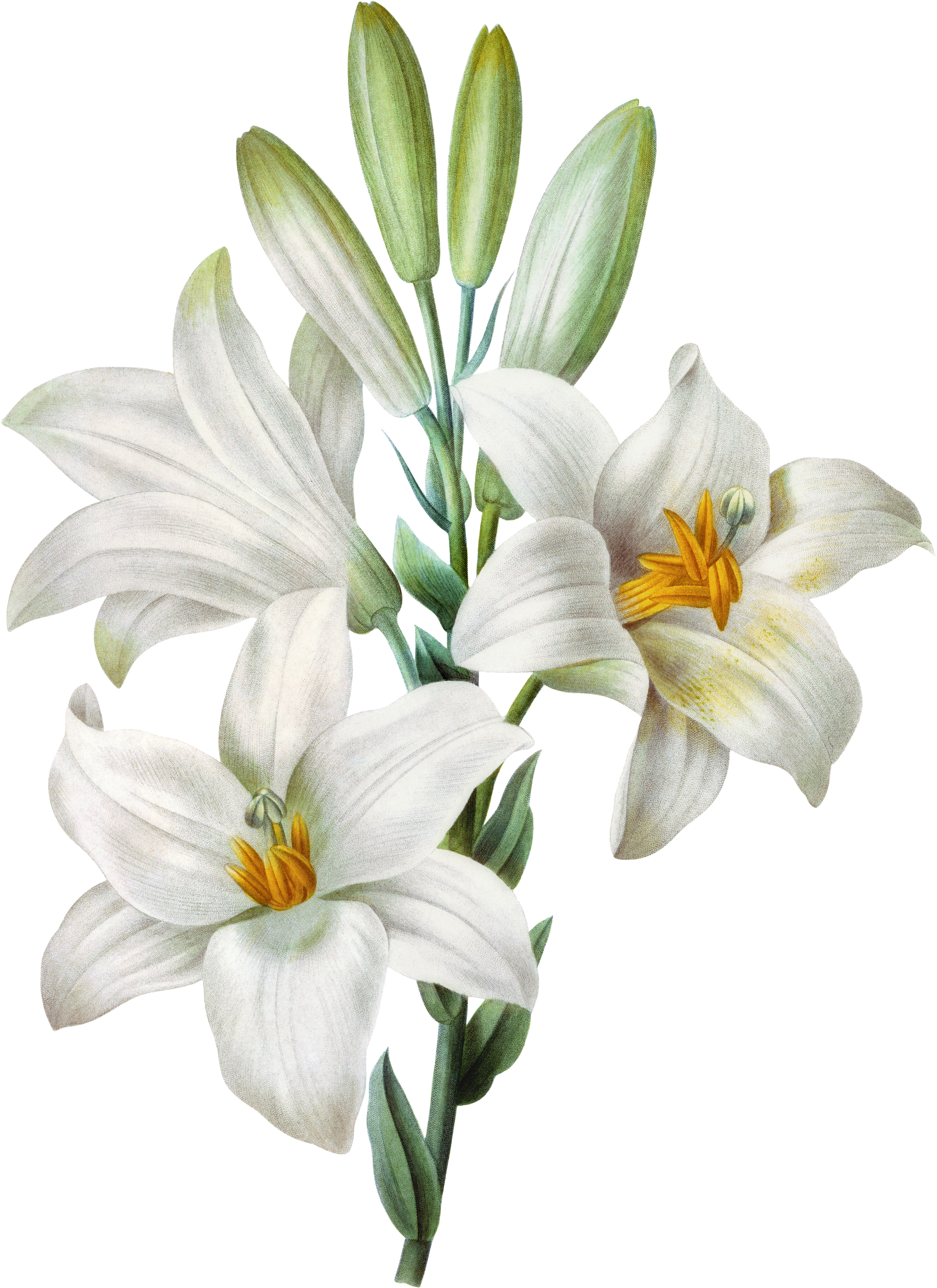 clipart about Easter Lily Lilium Candidum Tiger Lily Watercolor Painting - East...
