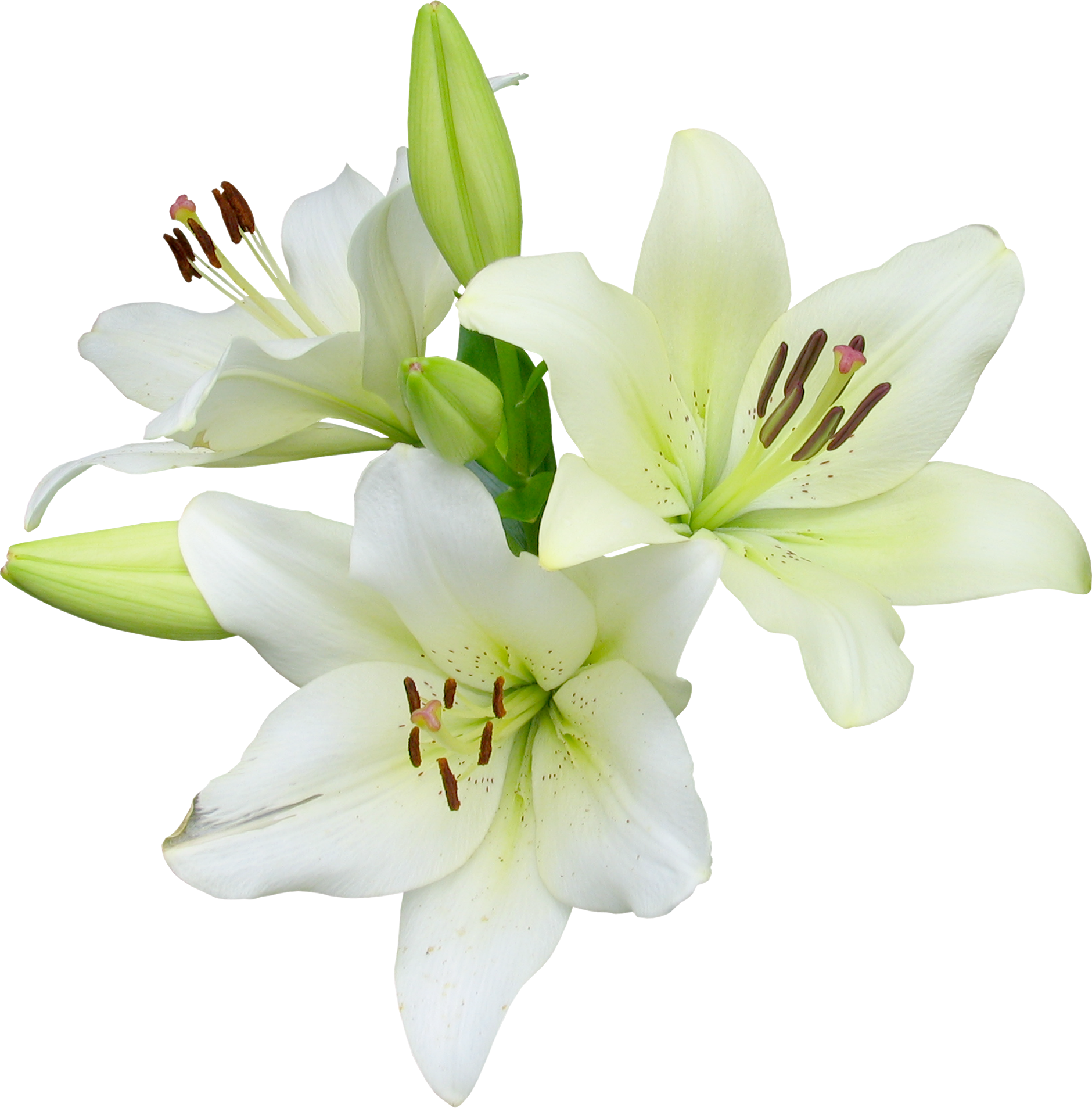 Flower Runner Easter Lily Wildflower - Lily (1880x1907)