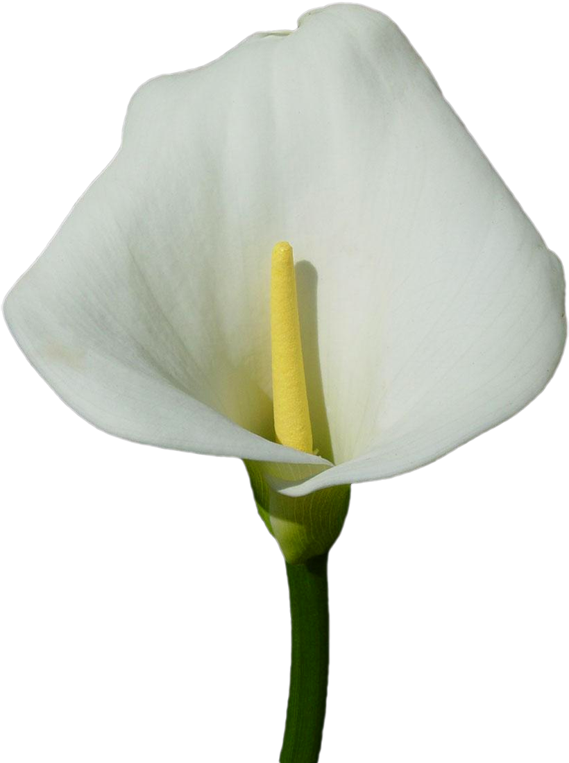 Calla Lily Clipart Transparent - Clip Art (840x1109) .