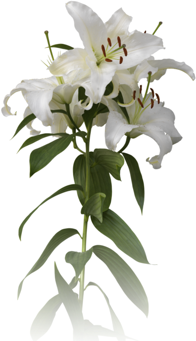 Once Again We Are Planning To Host A Seder At Our Home - Bougainvillea (410x700)