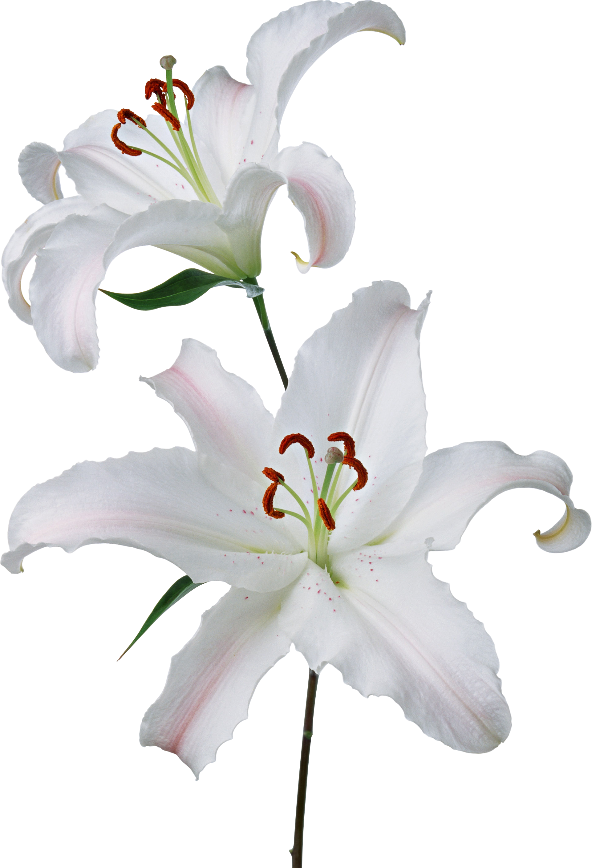 Flor De Lirio De Pascua Gineceo Lilium 'stargazer' - Fleur De Lys Blanche (1922x2818)