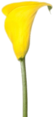 Yellow Calla Lily - Mini Yellow Calla Lilies (400x400)
