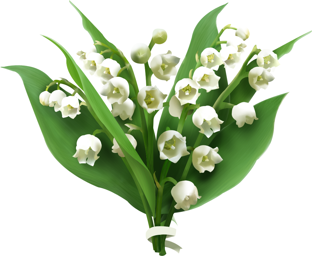 Easter Lily Clip Art Free Download - Lily Of The Valley Png (1100x960)