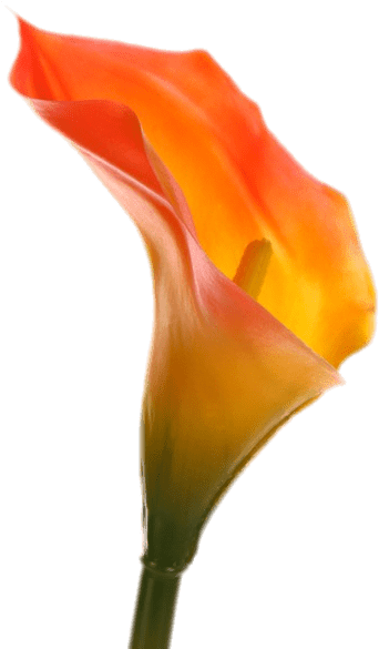 Nature - Calla Orange (600x600)