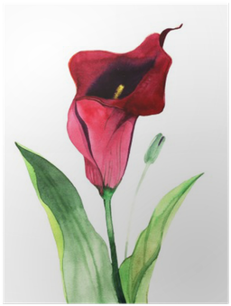 Calla Lily Flowers, Watercolor Illustration Poster - Stock Photography (400x400)