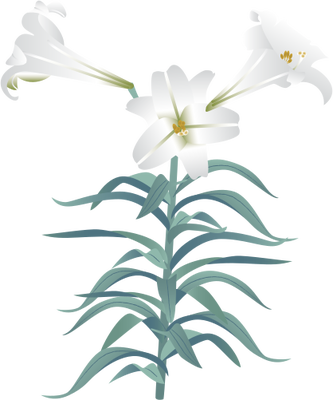 Illustrations Easter Lily - Easter Lily (333x400)