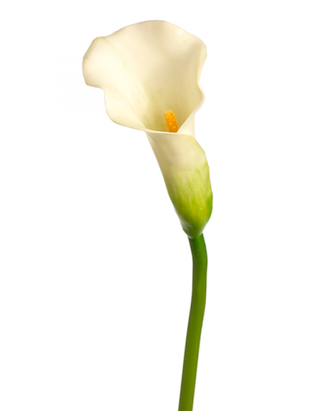 19" Mini Calla Lily Spray Cream Green - Giant White Arum Lily (800x800)