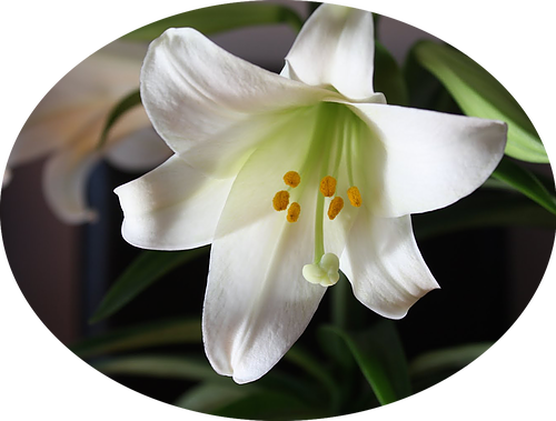 Order Your Easter Lilies Today For A Fast And Convient - Types Of Lily Flowers (500x379)
