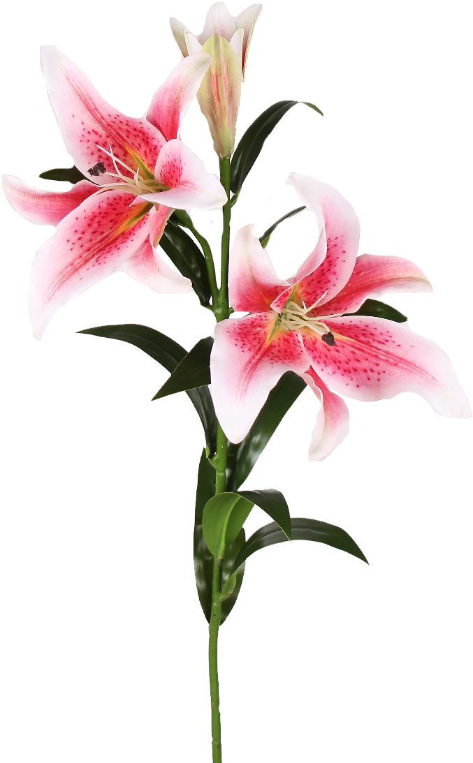 Plant Stem Easter Lily Cut Flowers Lilium 'stargazer' - Stargazer Lily (700x1110)