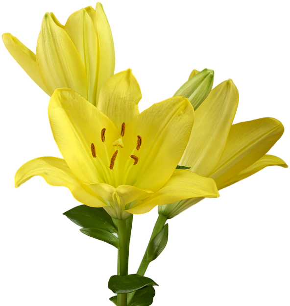 Free Easter Lily Clipart 15, Buy Clip Art - Alstroemeriaceae (960x640)