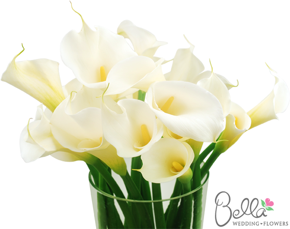 Classic Large White Calla Lily Flowers Are Simply Stunning - Wedding (600x567)