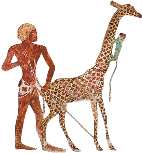 Giraffe Ancient Egypt Nekhen Zoo Egyptian - Giraffes In Ancient Egypt (565x600)