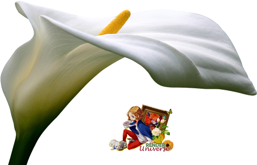 Calla Lily - Arum-lily (530x334)